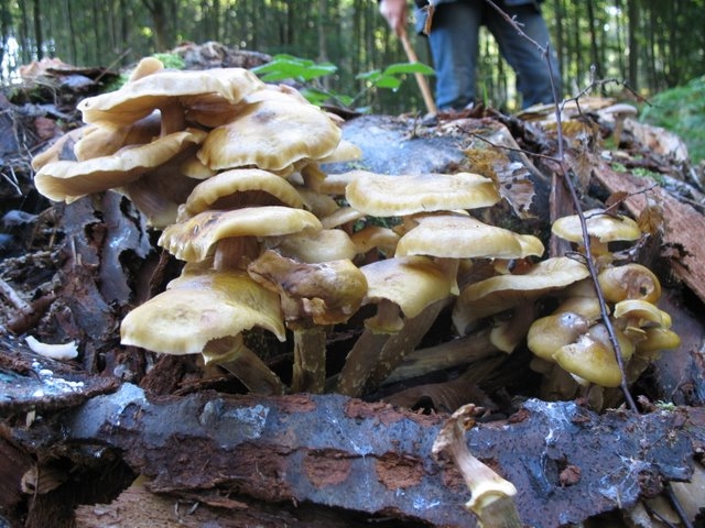 Armillaires couleur de miel